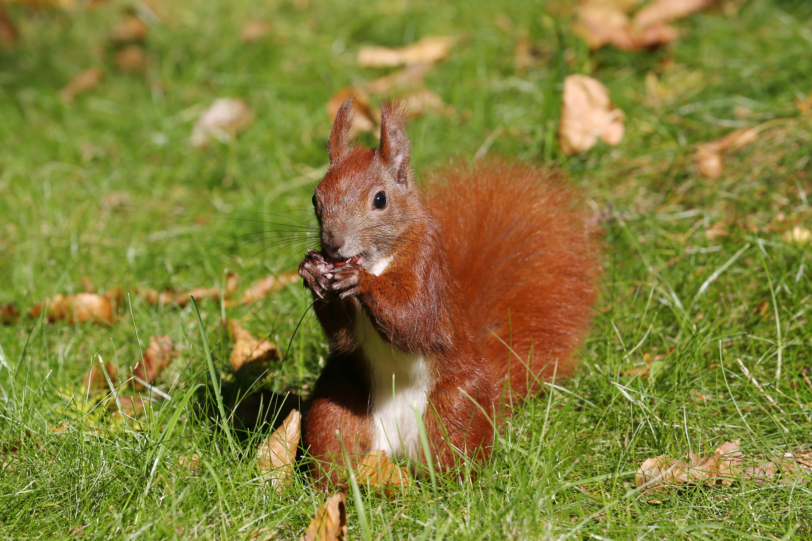 Red Squirrel Portrait