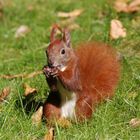 Red Squirrel Portrait