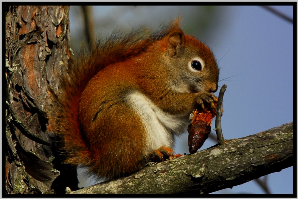 red squirrel (Tamiasciurus hudsonicus)