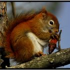 red squirrel (Tamiasciurus hudsonicus)