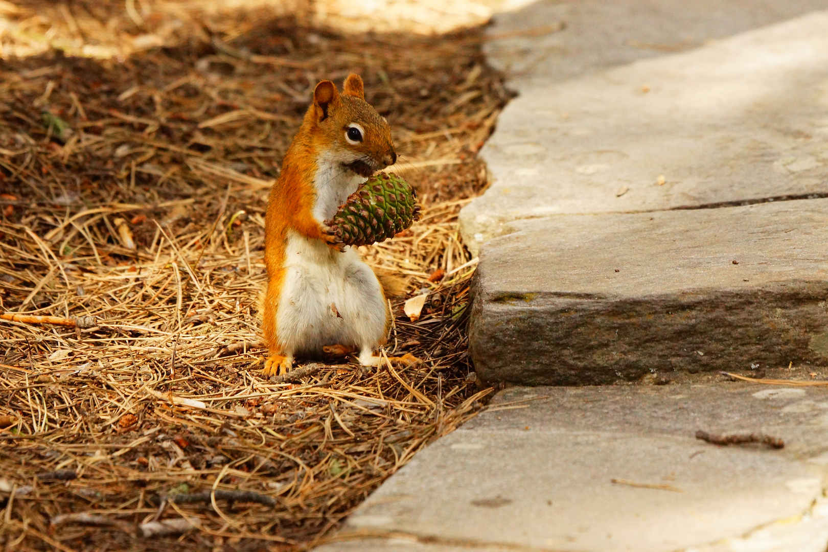 Red Squirrel , Tamiasciurus hudsonii II