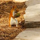 Red Squirrel , Tamiasciurus hudsonii II