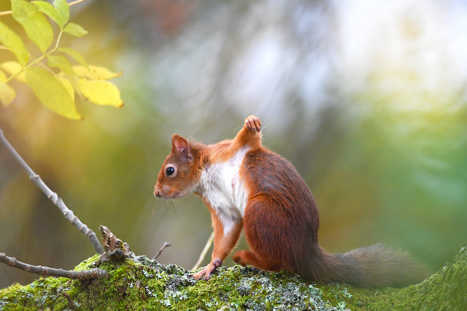 Red Squirrel Yoga