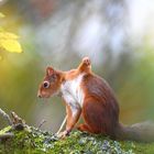 Red Squirrel Yoga