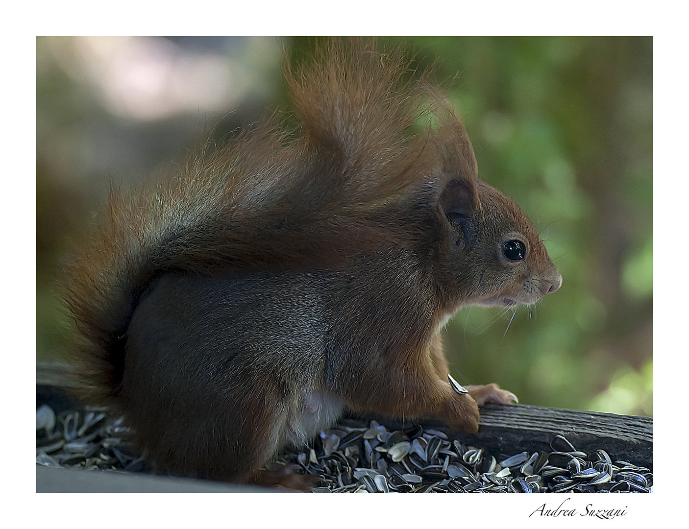 red squrrel