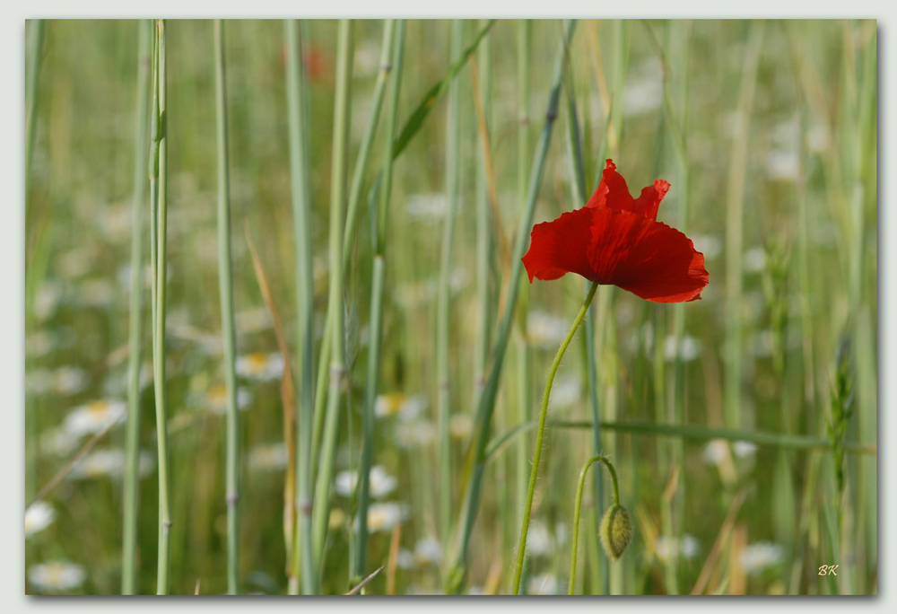 red star in the field