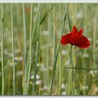 red star in the field