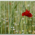 red star in the field