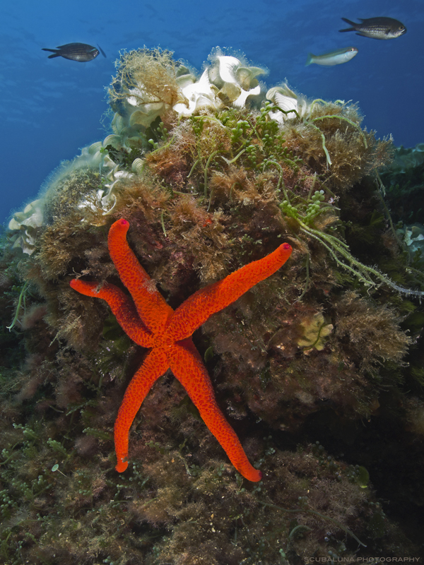 Red Starfish