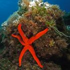 Red Starfish