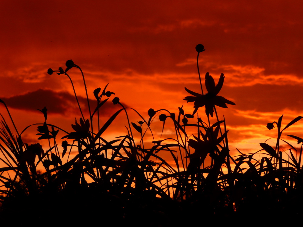 Red Summer Night von Luitgard 