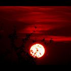 red sun