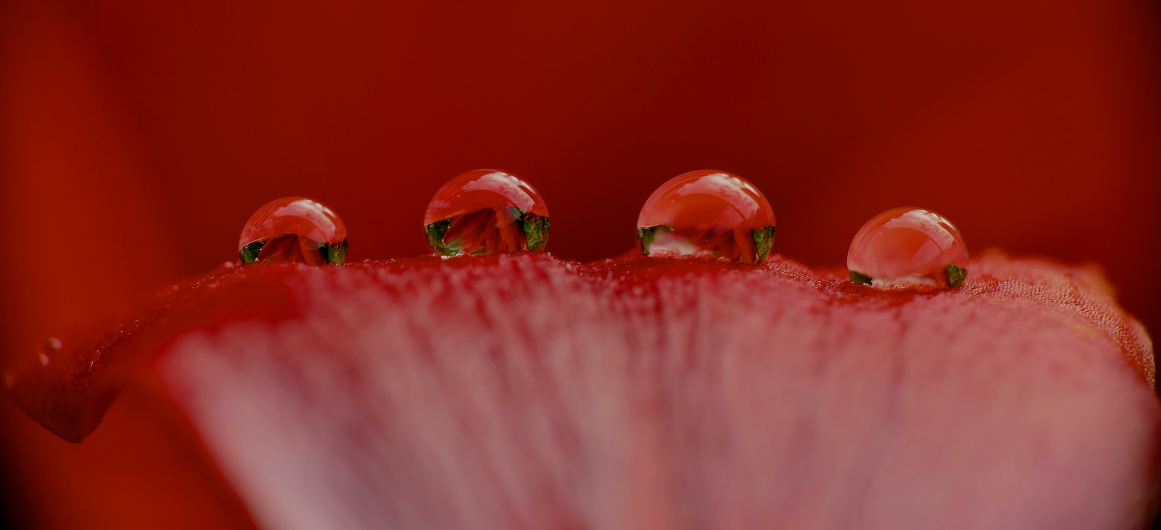 Red Sundrops