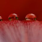 Red Sundrops