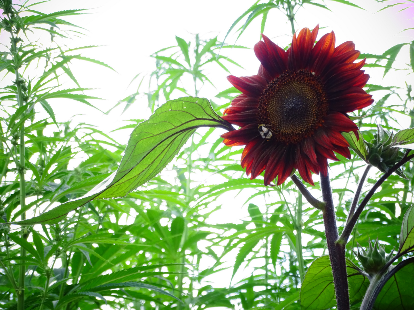 red sunflower