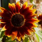 Red Sunflower