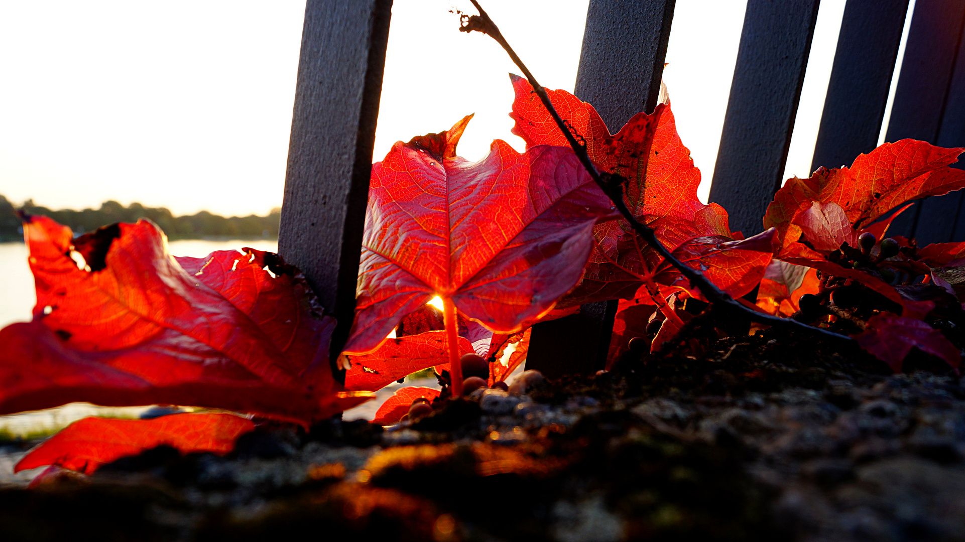 RED SUNRISE LEAVES