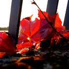 RED SUNRISE LEAVES