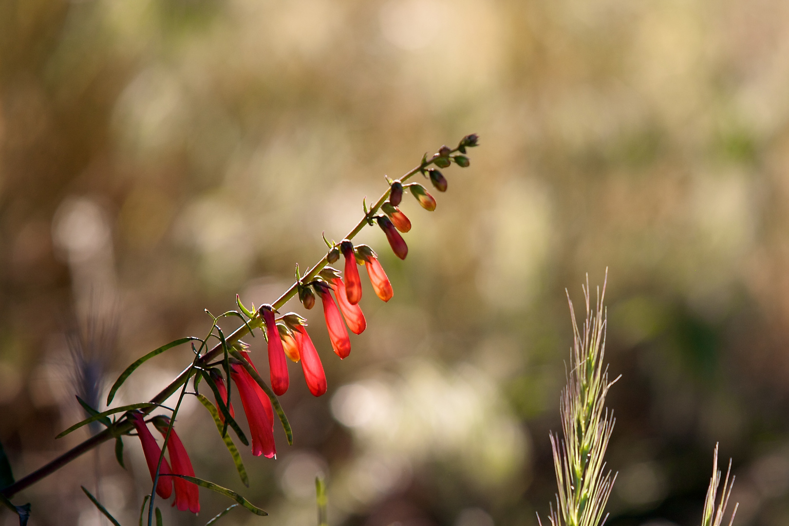 Red sunset flower