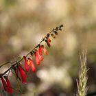 Red sunset flower