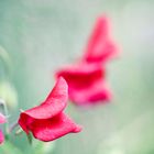 red sweet pea