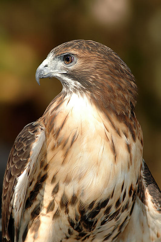 Red Tail Hawk