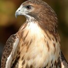 Red Tail Hawk