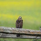 Red Tail in the young canola