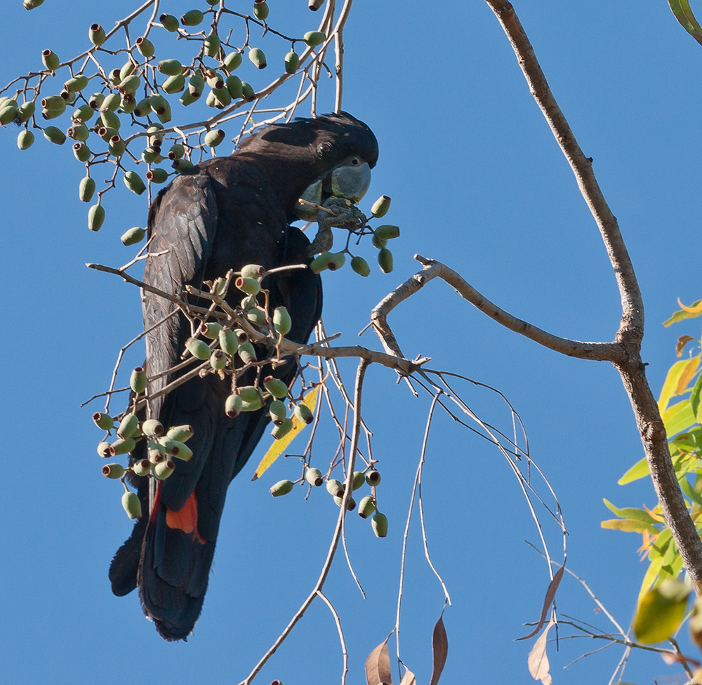 Red-tailed Black-Cockatoo