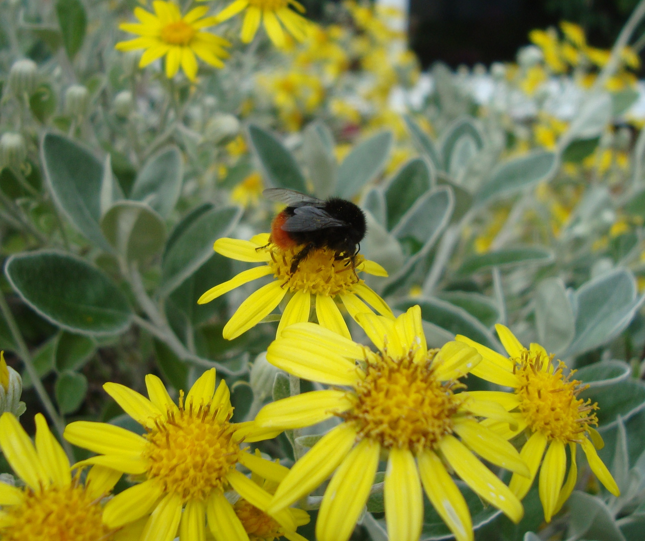 red-tailed bumblebee