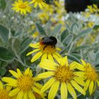 red-tailed bumblebee