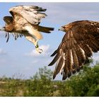 Red Tailed Eagle