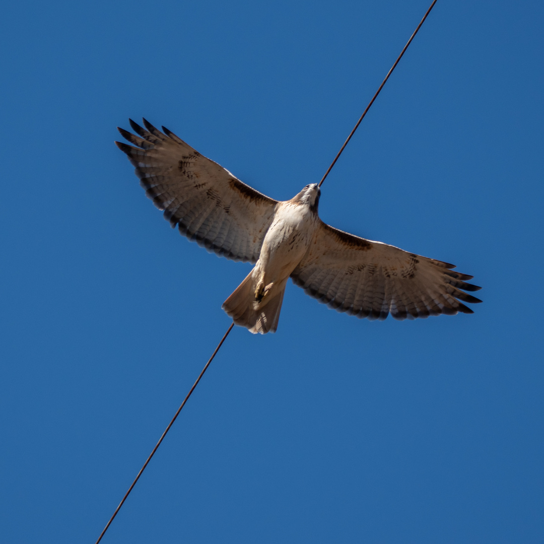 red tailed hawk