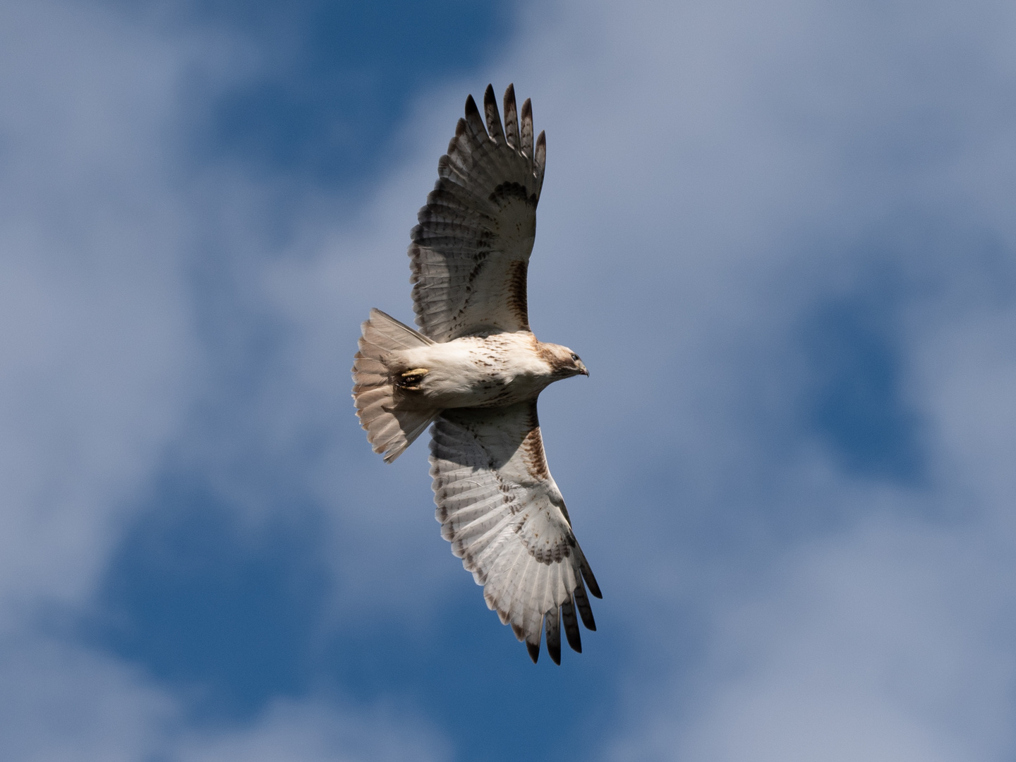 Red tailed Hawk