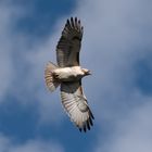 Red tailed Hawk