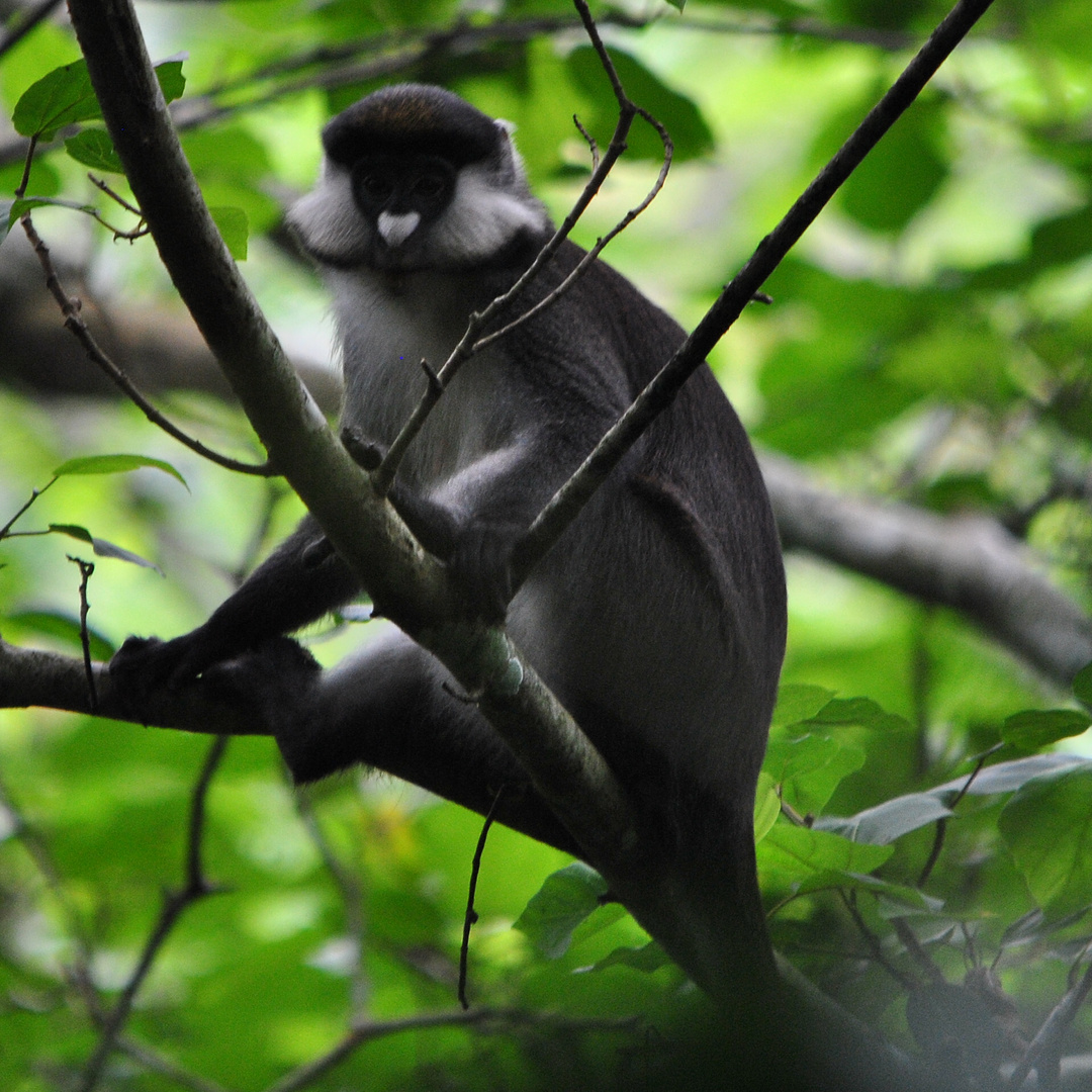 Red-Tailed Monkey