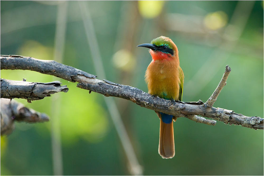 Red-throated Bee-eater