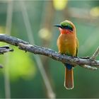 Red-throated Bee-eater