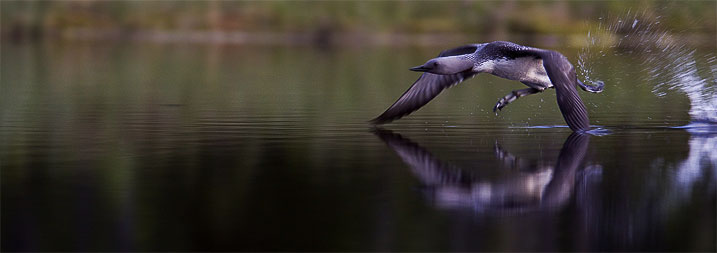 Red throated diver