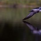 Red throated diver