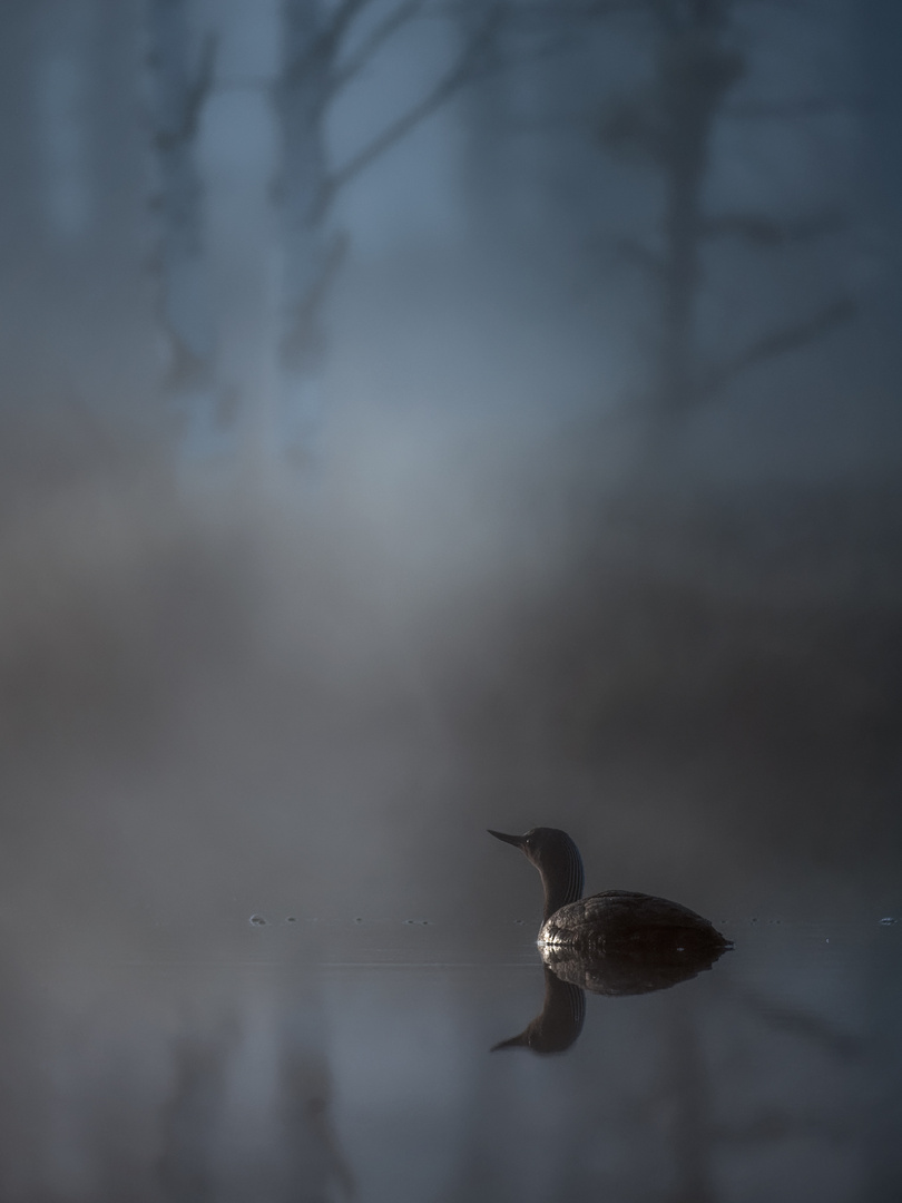 Red-throated loon