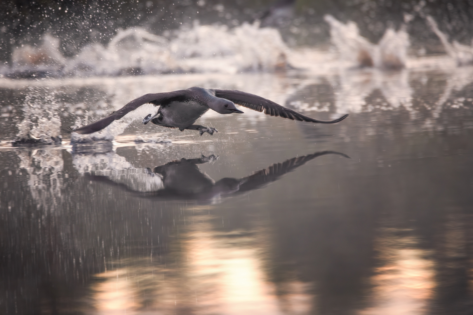 Red-throated loon taking off