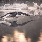 Red-throated loon taking off
