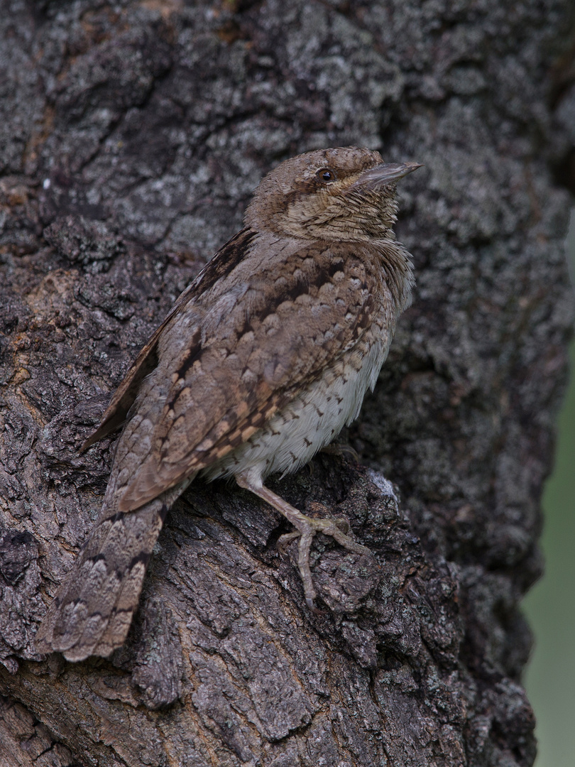 red-throated wryneck