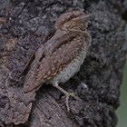 red-throated wryneck