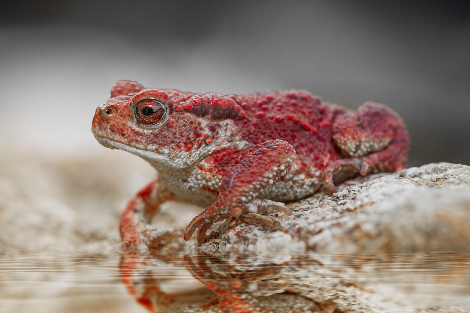 Red Toad