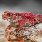 Red Toad