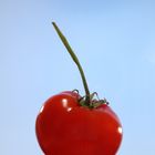 red tomato