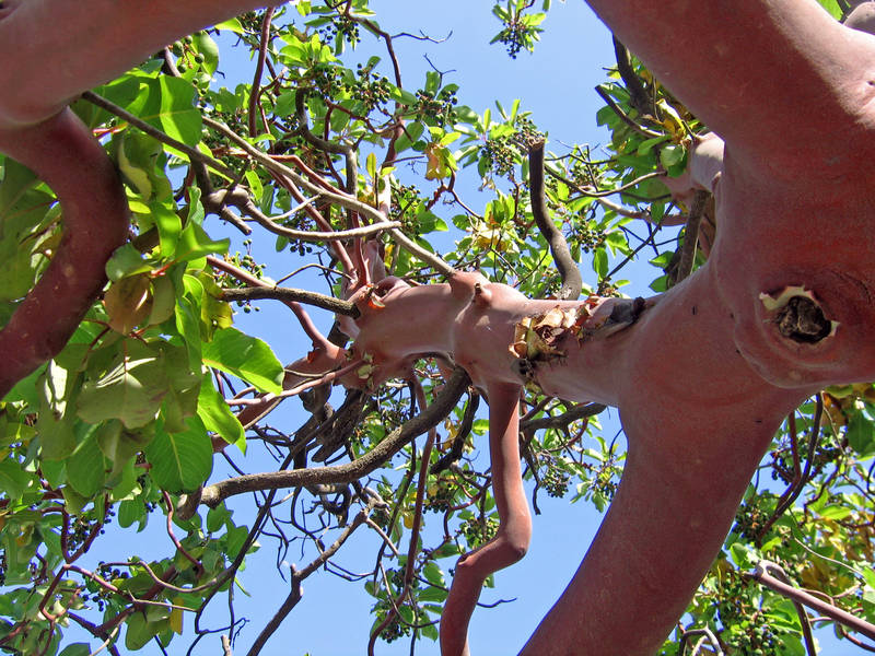 red tree