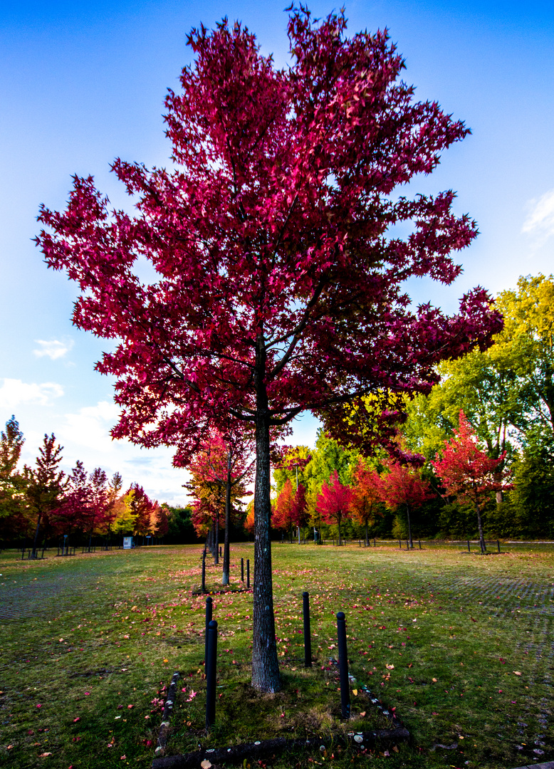 Red Tree